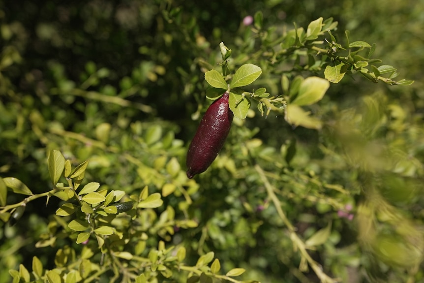 Photo of a finger lime in a tree.