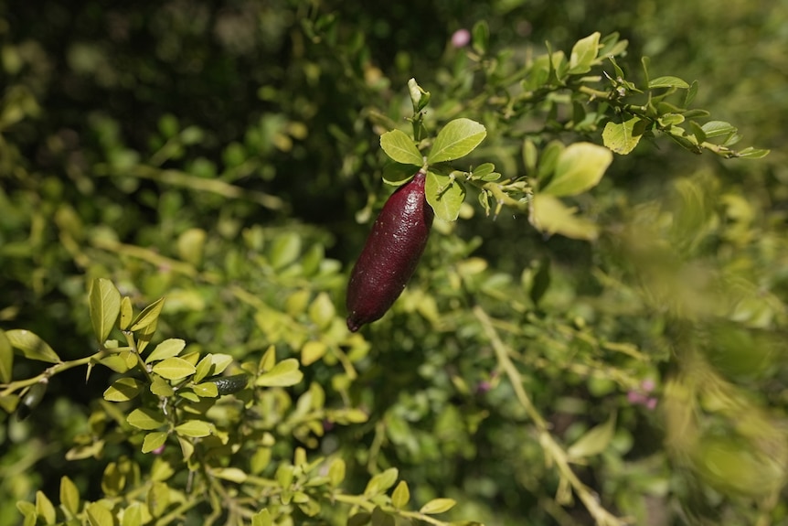 Foto de un dedo con tiza en un árbol.