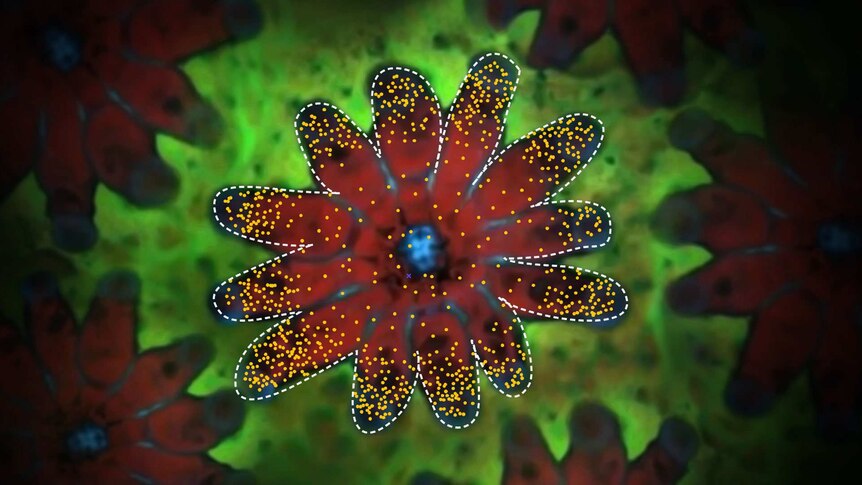 A close-up of a coral polyp