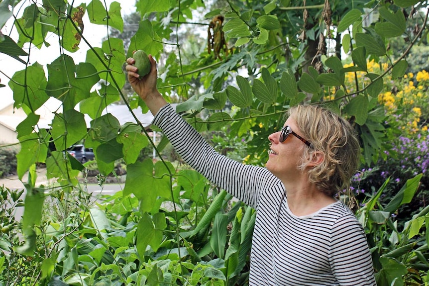 Caroline Kemp reaches for a choko on the kerbside out the front of her house.