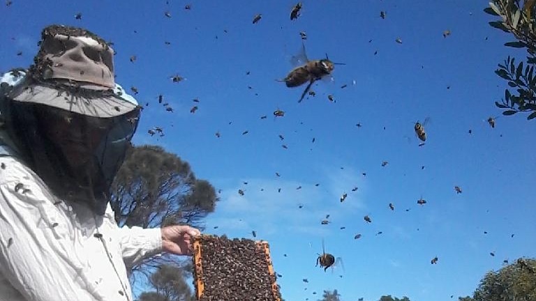 A beekeeper working surrounded by bees