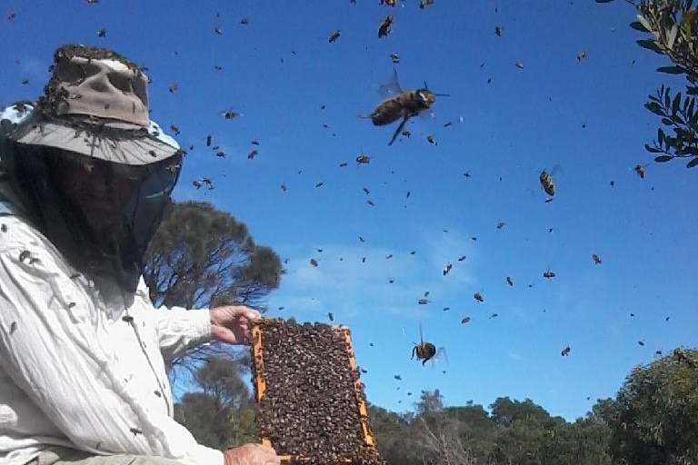 A beekeeper working surrounded by bees