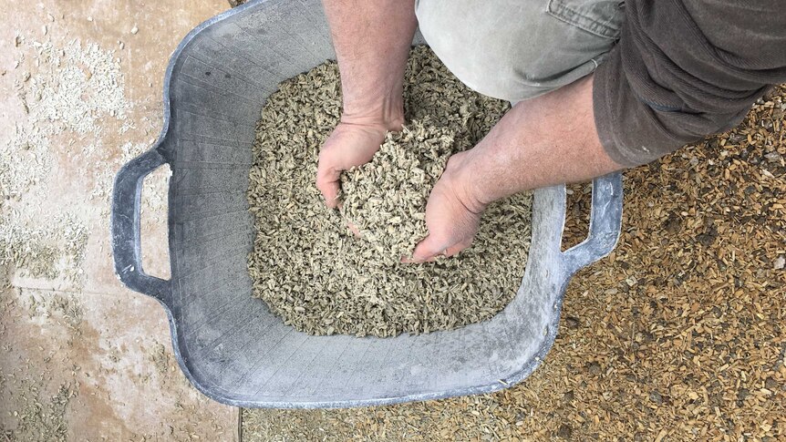 a man reaches into a large bucket filled with a mixture of chipped hemp bark