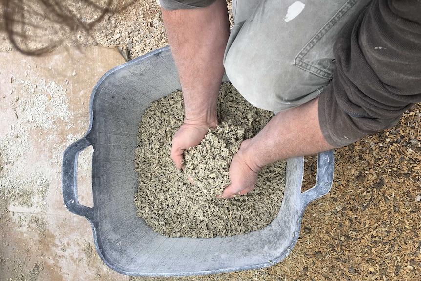 A man reaches into a large bucket filled with a mixture of chipped hemp bark.