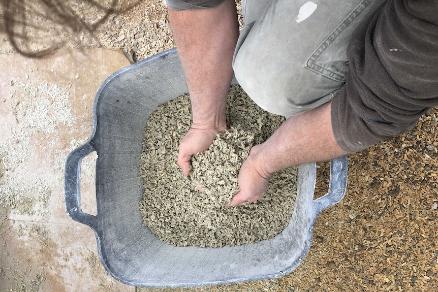 a man reaches into a large bucket filled with a mixture of chipped hemp bark