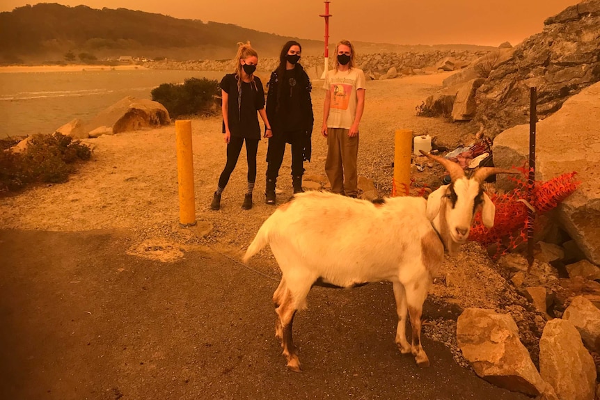 Three young people wearing masks with a goat in the foreground in a smoky haze.