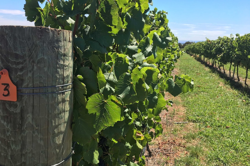 A vineyard in the cool-climate wine region of Orange where temperatures are rising