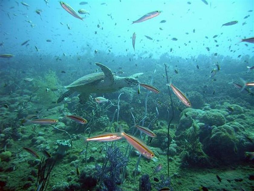Calls for fresh Barrier Reef rescue campaign - ABC listen