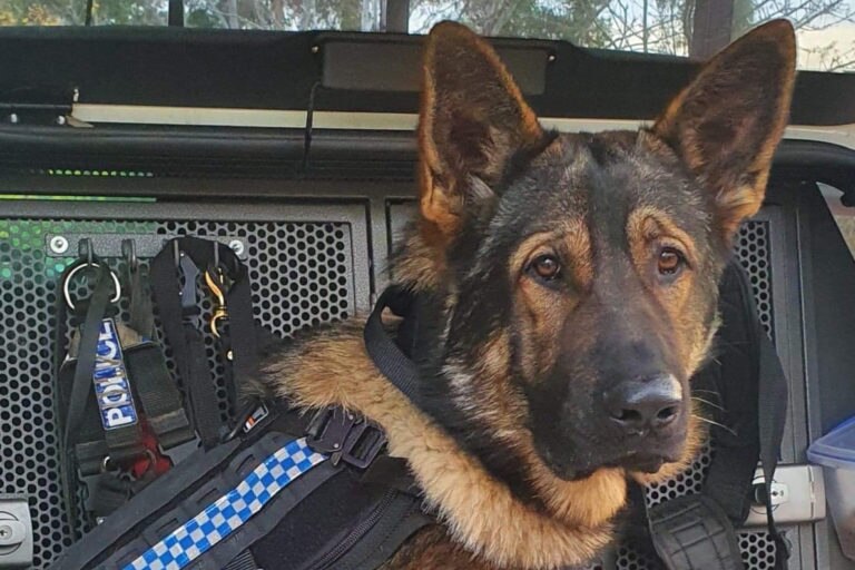 A German shepherd dog wearing a police vest