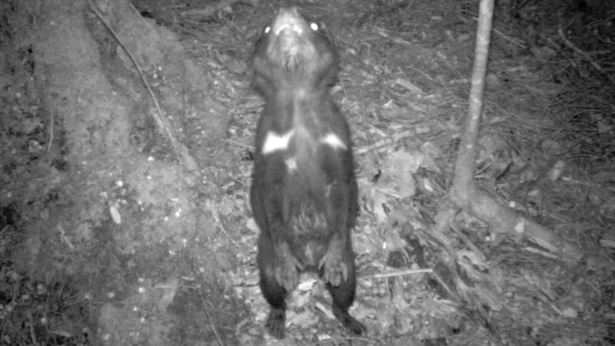 Tasmanian devil in the Tarkine