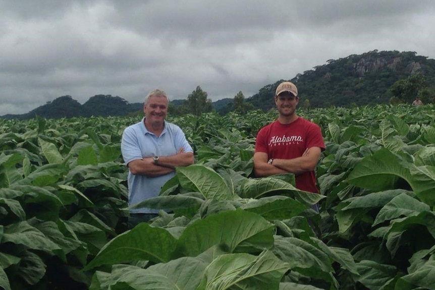Two men stand in a patch of tobacco plants.