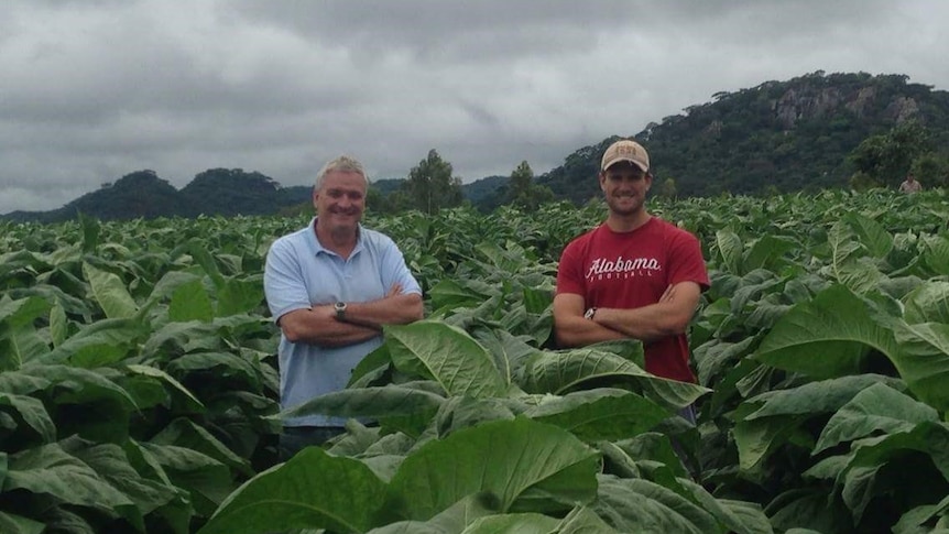 Two men stand in a patch of tobacco plants.