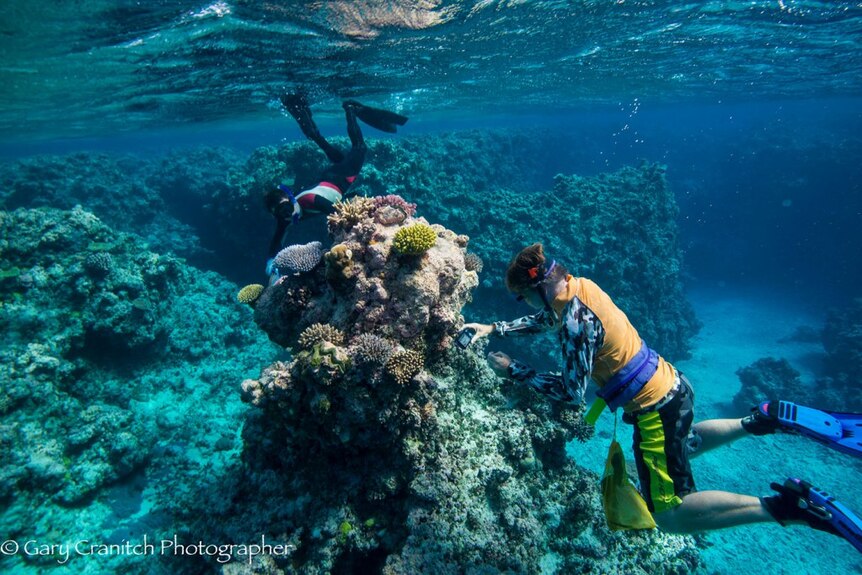 Dr Merrick Ekins and Andrew Hosie sampling coral and crustaceans on the reef. 