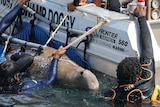 a dugong is held in a sling against a boat while a number of people hold it steady.