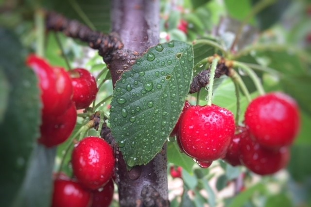 Wet cherries at orchard in Wombat, near Young on the NSW south-west slopes.