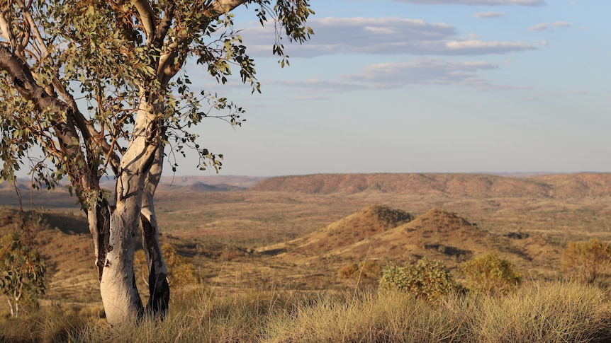 A view of bushy outback Queensland taken from the top of a hill