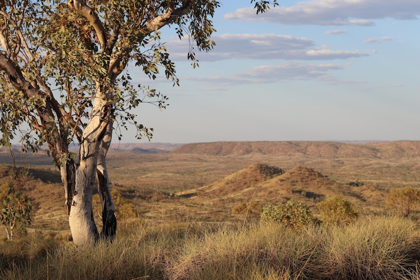 A view of bushy outback Queensland taken from the top of a hill