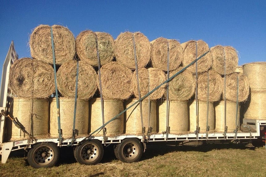 Semi-trailer loaded with hay bales.