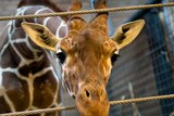 A healthy young giraffe named Marius is pictured two days before he was shot dead at Copenhagen zoo on February 9, 2014