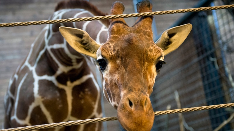 A healthy young giraffe named Marius is pictured two days before he was shot dead at Copenhagen zoo on February 9, 2014