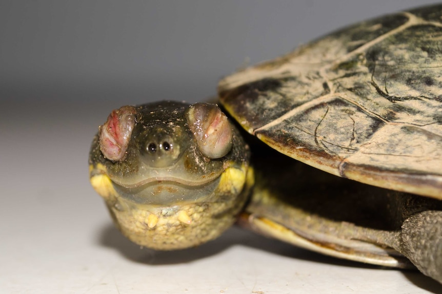 Close up on a tiny turtle whose shell appears dusty and eyes appear red and closed.