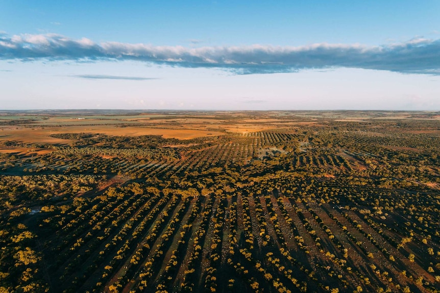 An aerial view of rows of trees planted amongst farmland.