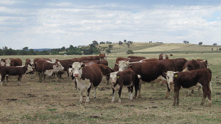 A large group of cattle mingle in a paddock