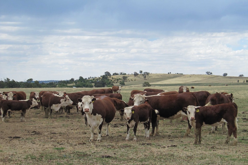 A large group of cattle mingle in a paddock