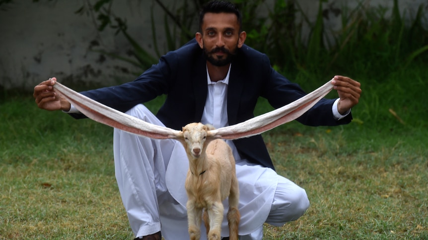 A man holds up the extraordinary long ears of his kid goat