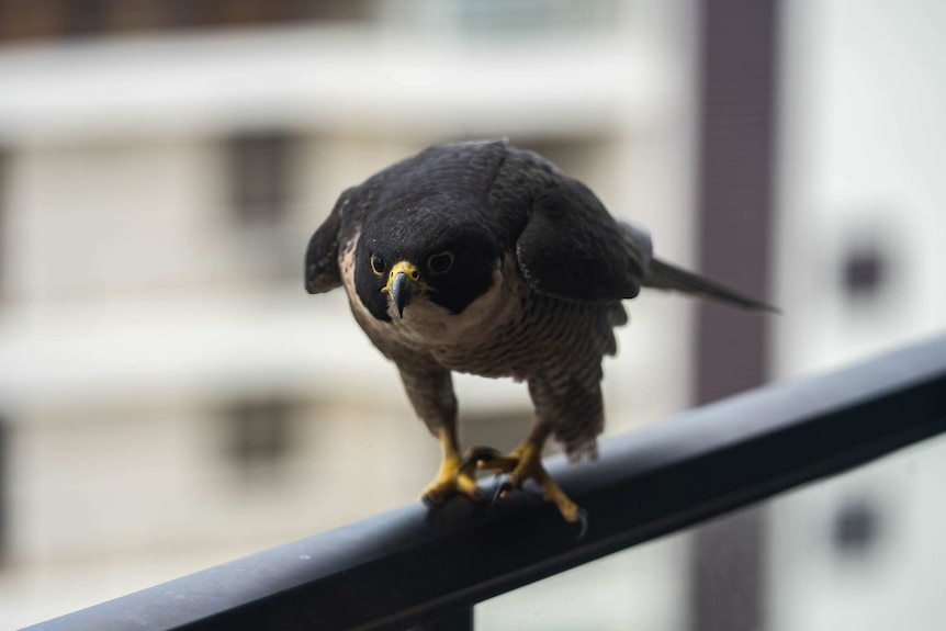 A peregrine falcon walks along a high rise balcony in Perth