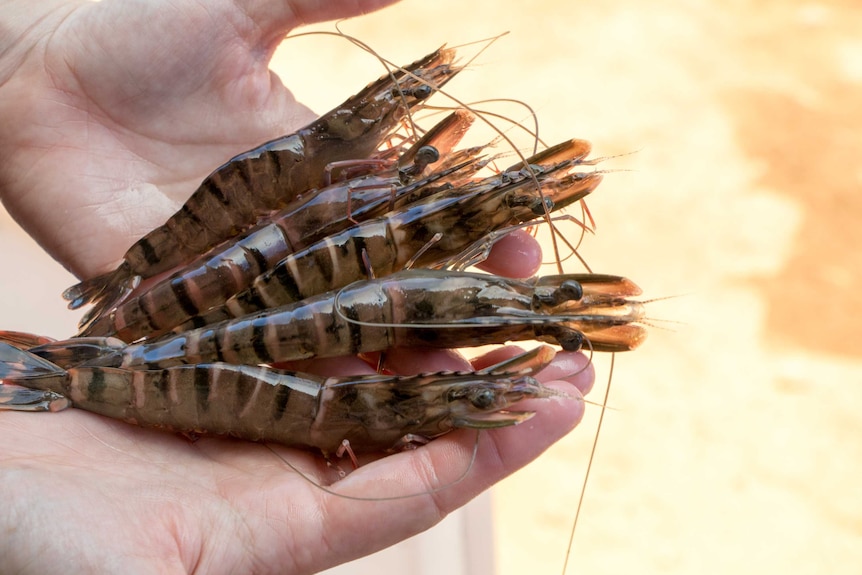 Black tiger prawns harvested from a pond ready for phenotyping