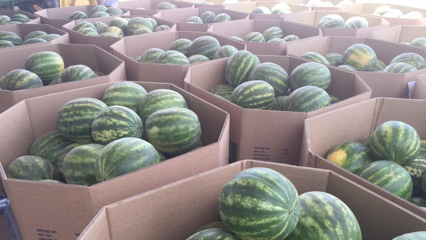 Watermelons packed in large cardboard bins