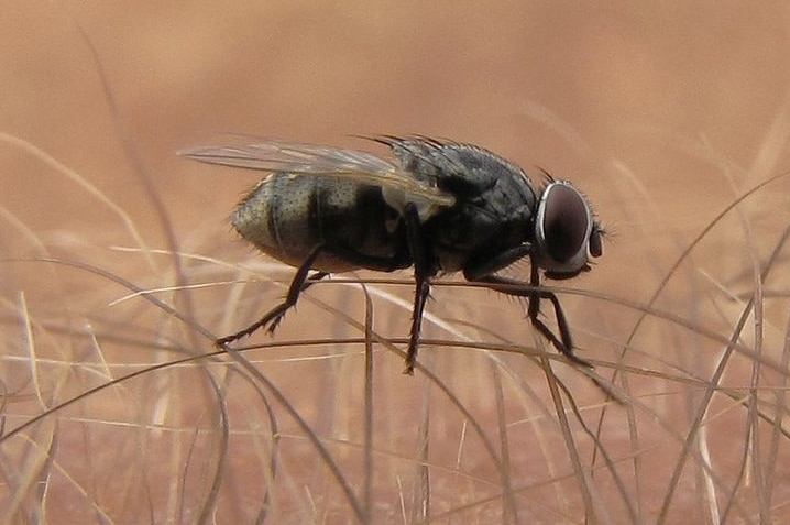 A bush fly on person's arm.