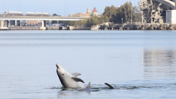 A couple of dolphins play near Port Adelaide