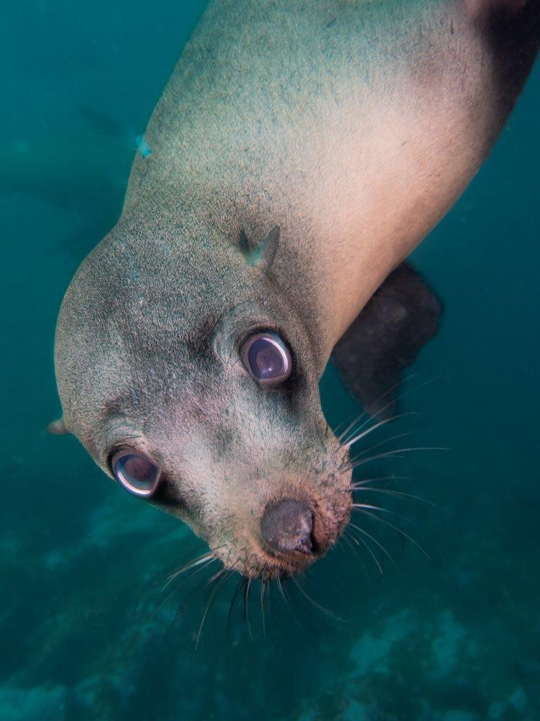 A close up of a fur seal which looks up with large eyes towards the camera that is above it.