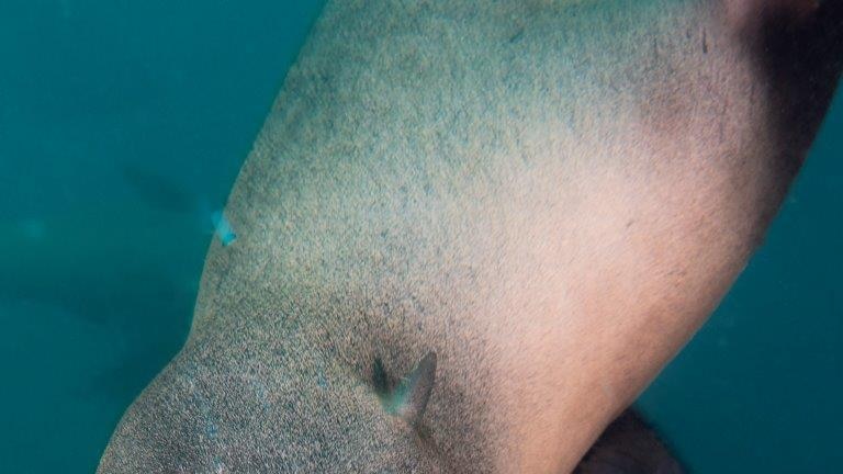 A close up of a fur seal which looks up with large eyes towards the camera that is above it.