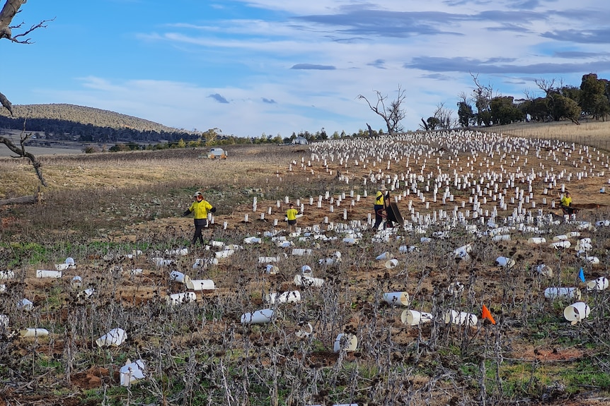 Four people in yellow vests working on dry, brown farmland 