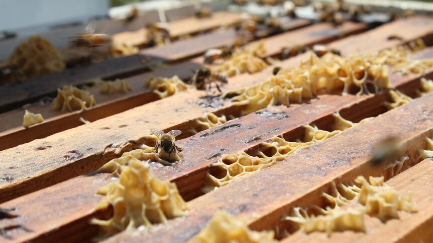 A close up of a bee siting on some honey comb a top a wooden frame.