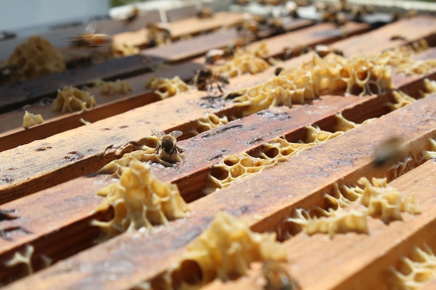 A close up of a bee siting on some honey comb a top a wooden frame.