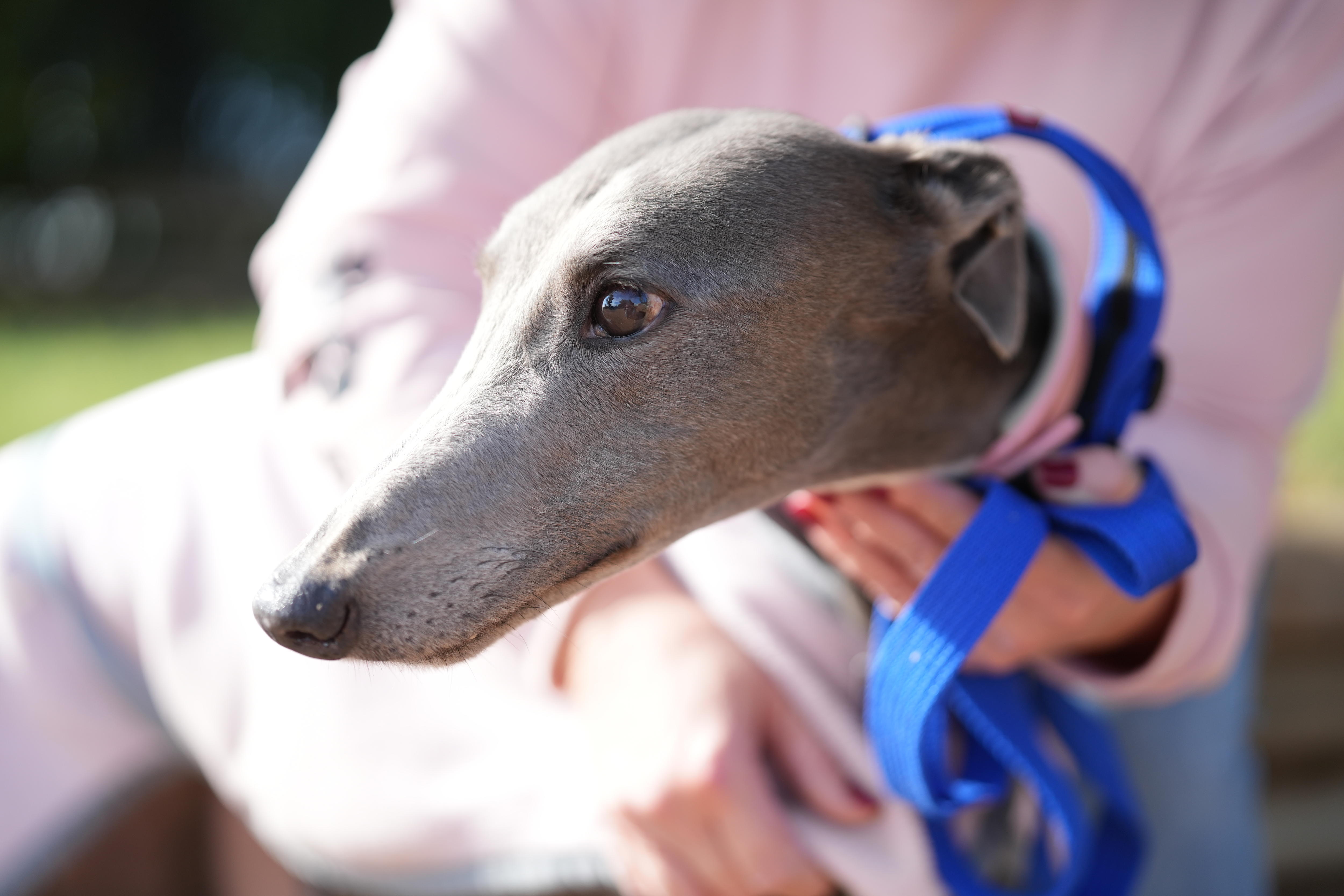 Close-up photo of a grey greyhound's face.