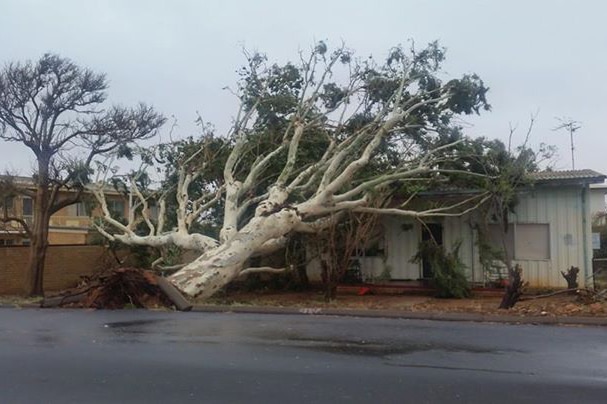 Huge tree toppled onto a Carnarvon house from Cyclone Olwyn.