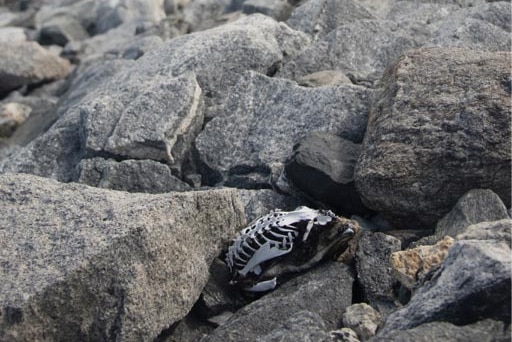 A penguin carcass lying among granite boulders.
