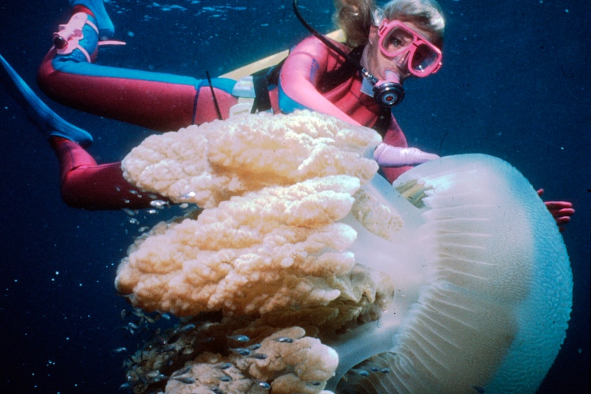 A woman in a pink wetsuit gently touches a large clear jellyfish