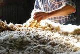 Wool is handled in a shearing shed.