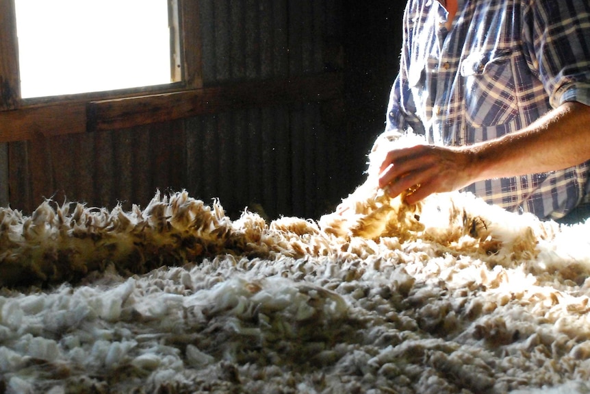 Wool is handled in a shearing shed.