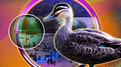 Duck Hunting - Behind The News