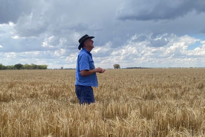 A man in an akubra stands in a crop, looking to the storm clouds overhead