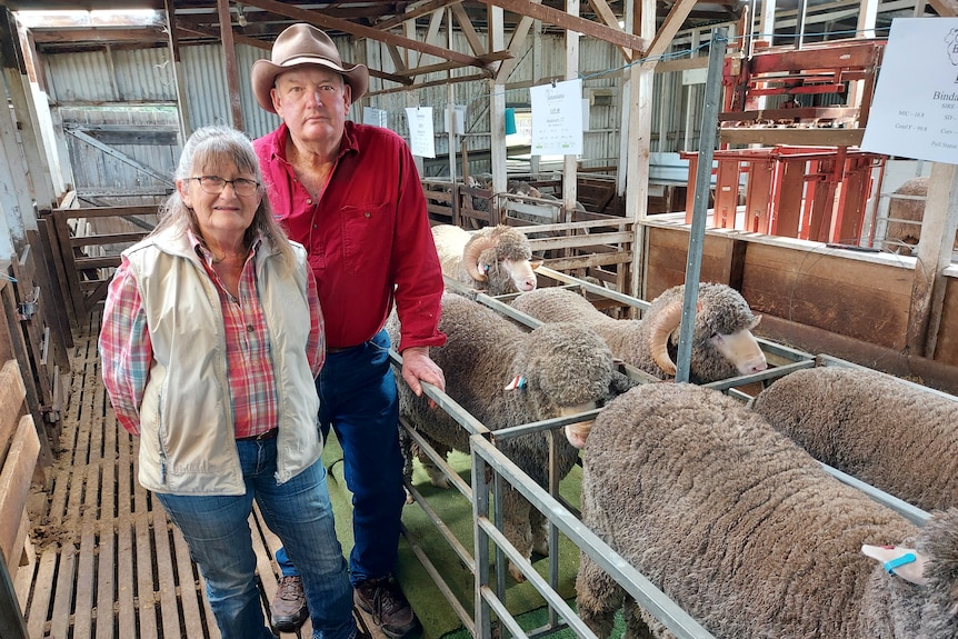 A woman and a man standing beside sheep in a pen.