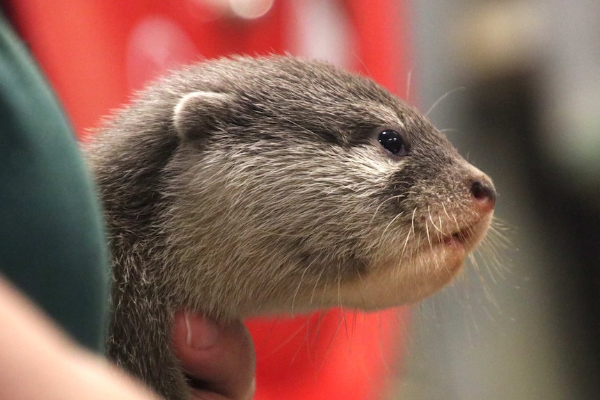 An Asian otter pup being held by a Perth Zoo animal carer.