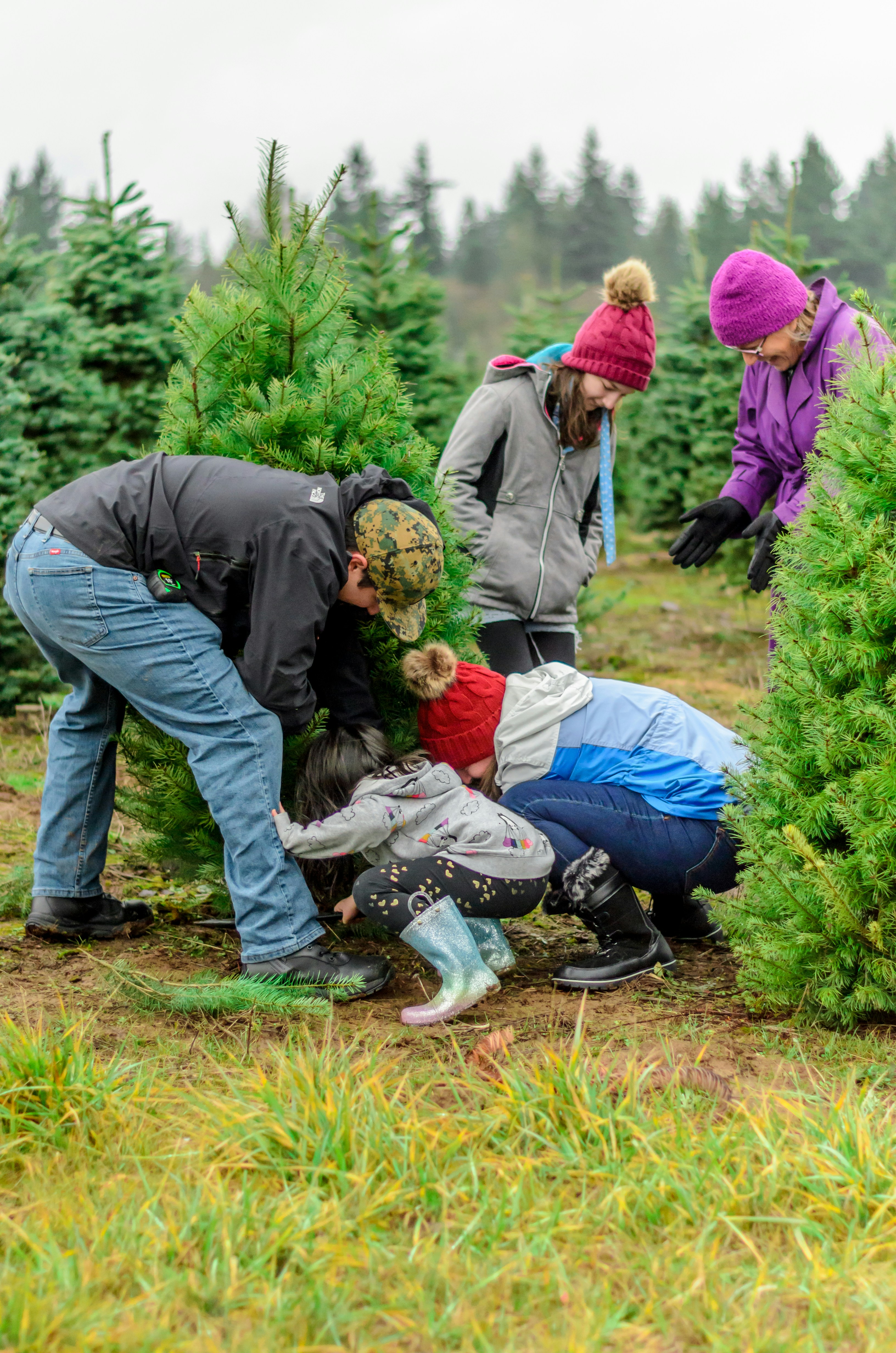 A family cut a Christmas tree from a farm in the United States.